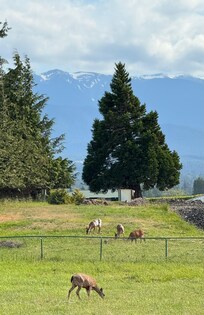 Deer in the field behind the house