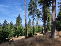 Ganz tolle Wälder