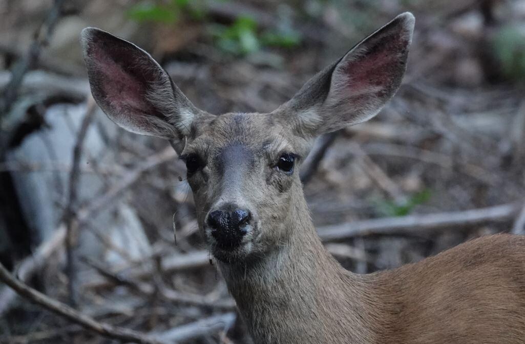 Deer at Mariposa Grove