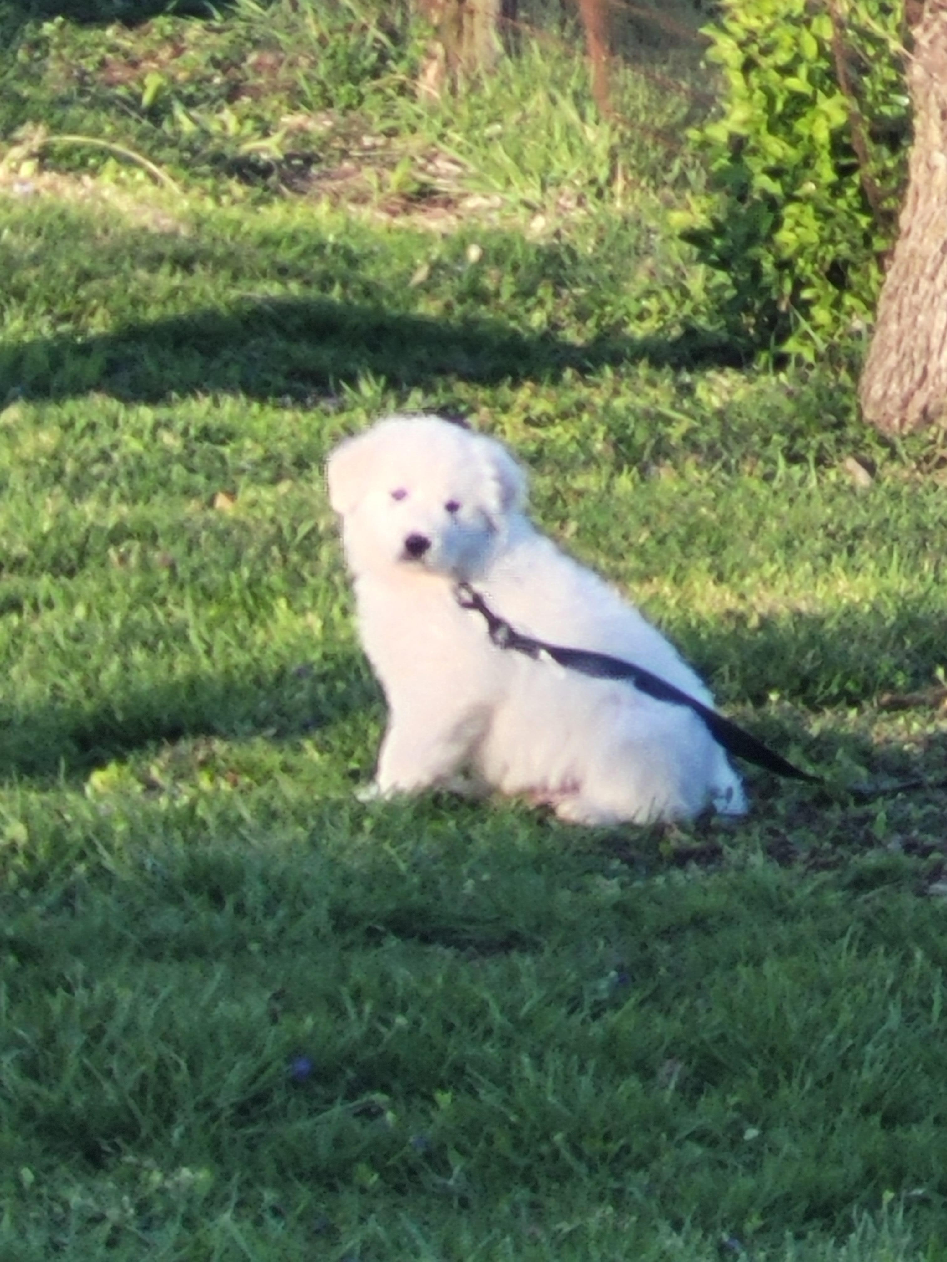 Bo enjoyed the Green Grass