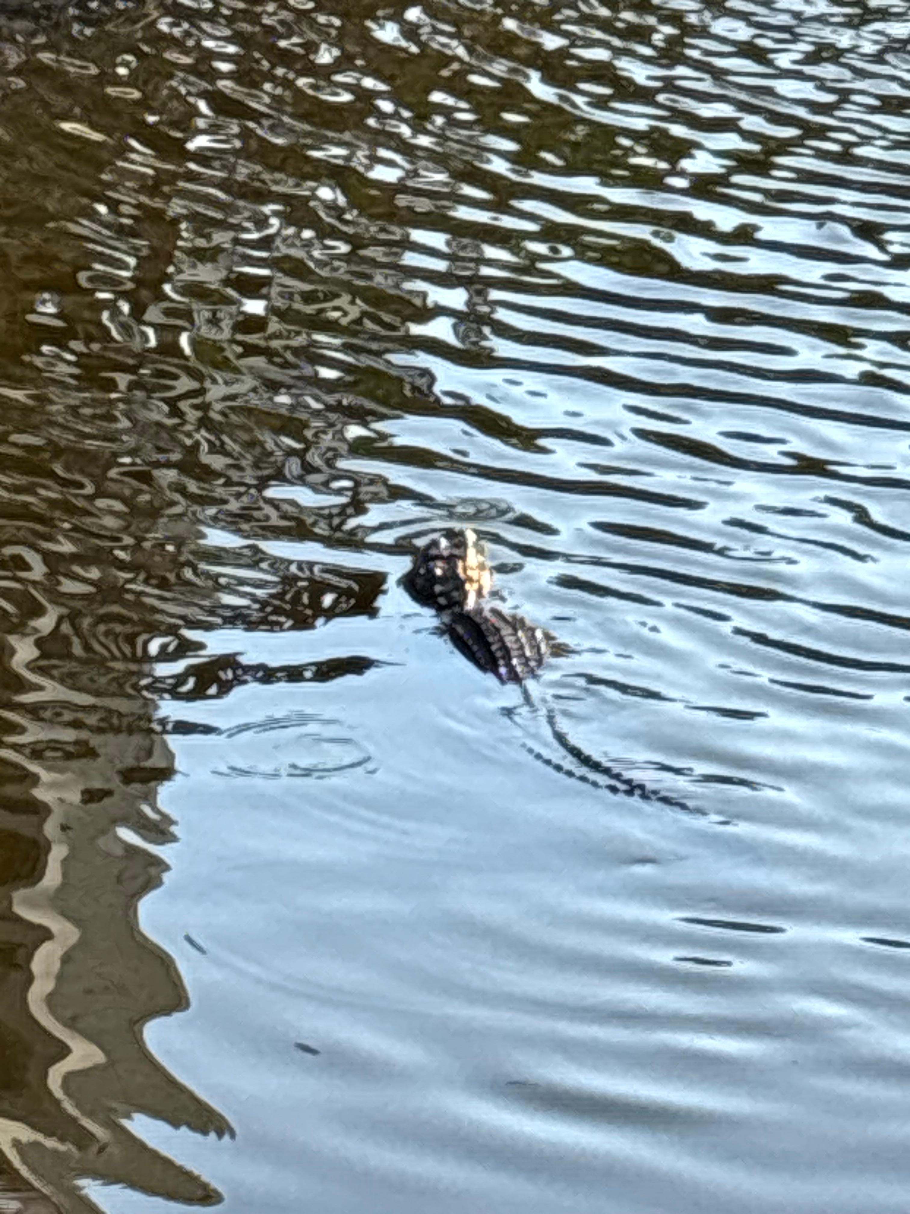 Milly🐊