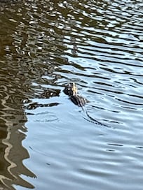 Milly🐊