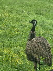 Ferrari the emu.