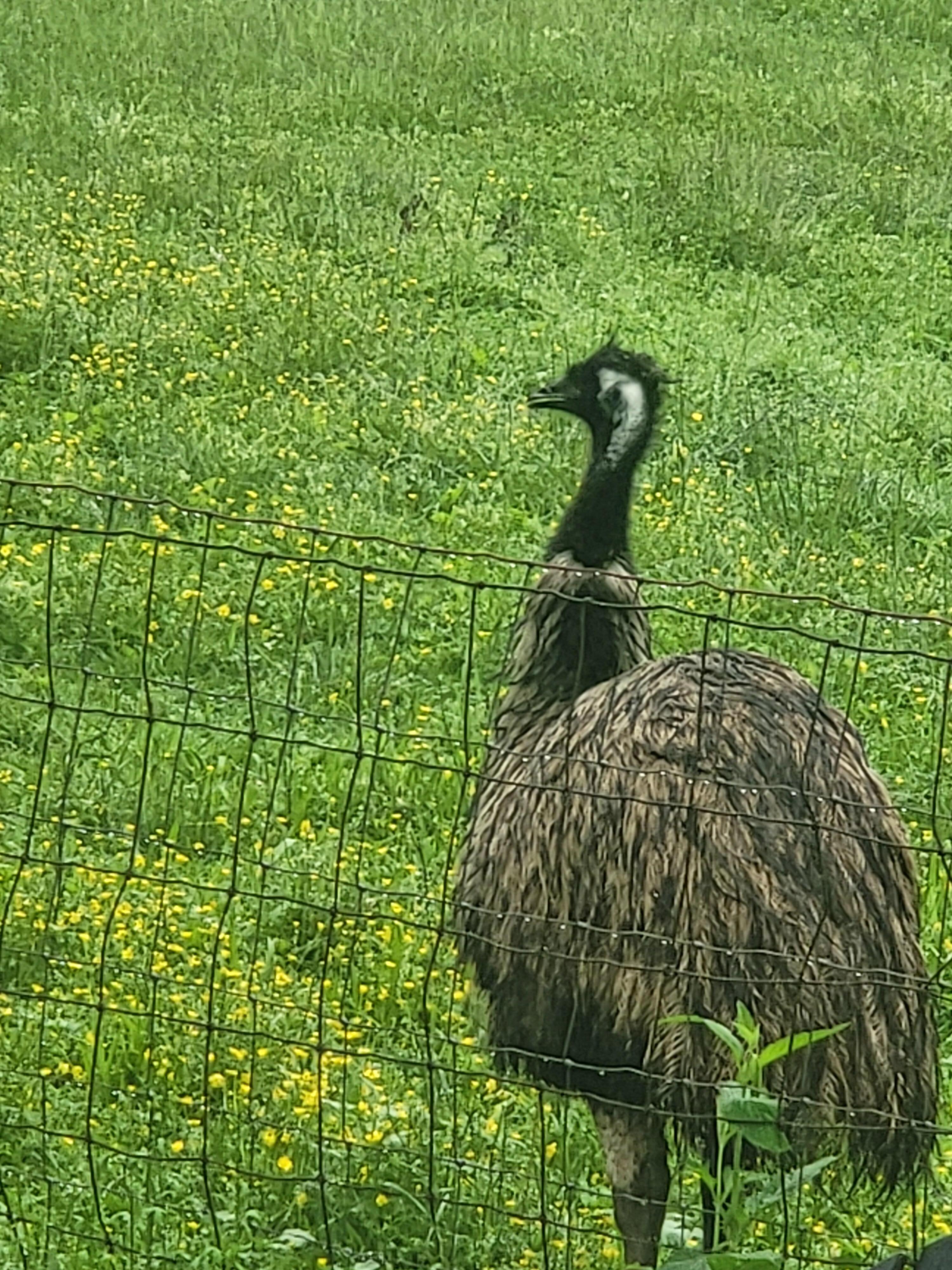 Ferrari the emu.