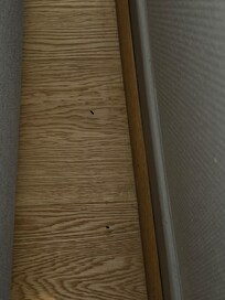 Mouse pooo behind the pull out couch.