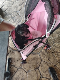 My girl loved going out to dinner.