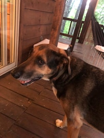 Our guest from the neighborhood on the last night.