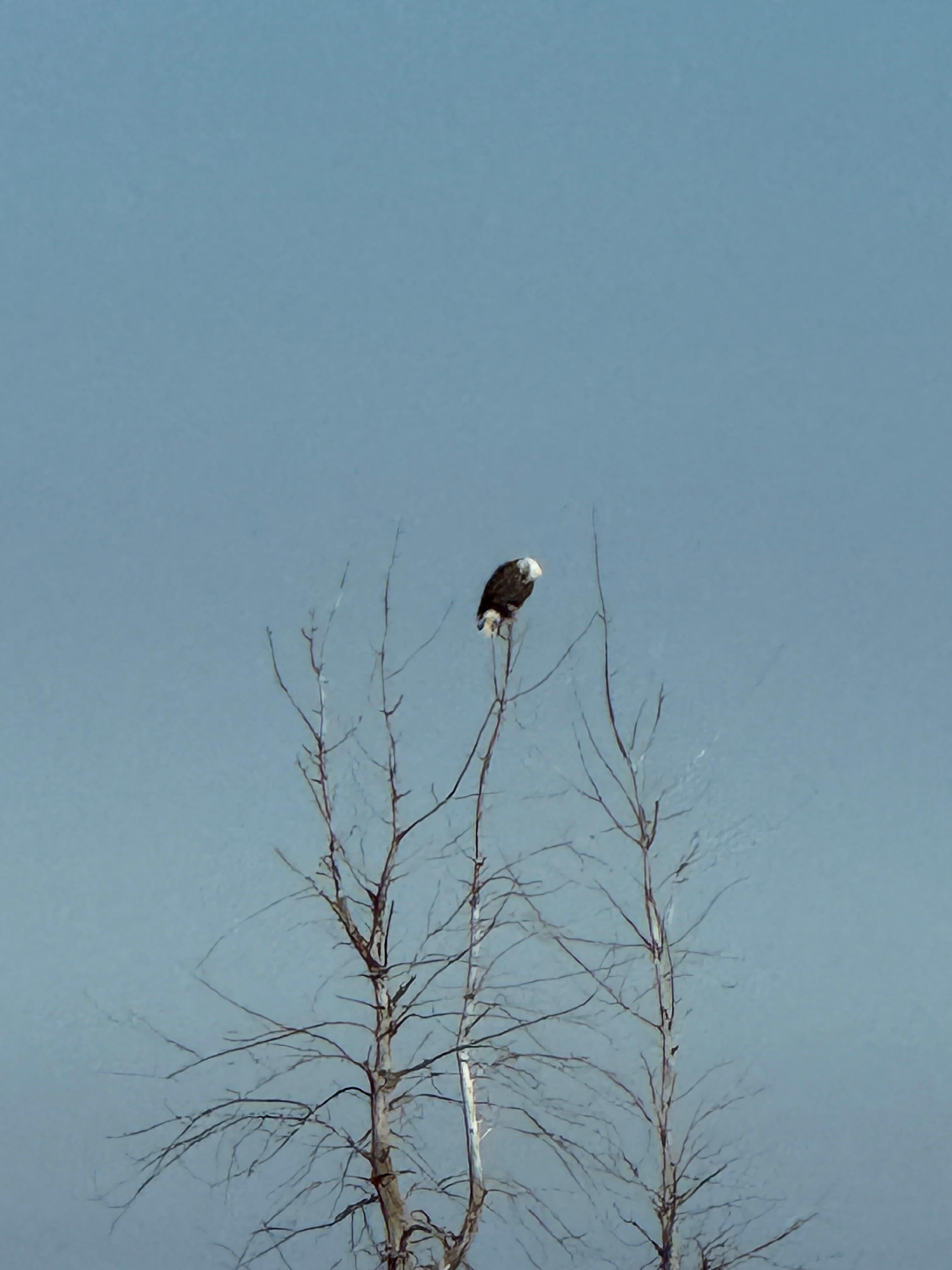 This eagle was on the island in front of the cottage. 