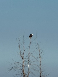 This eagle was on the island in front of the cottage.