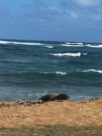 Monk seal came up and napped on the beach