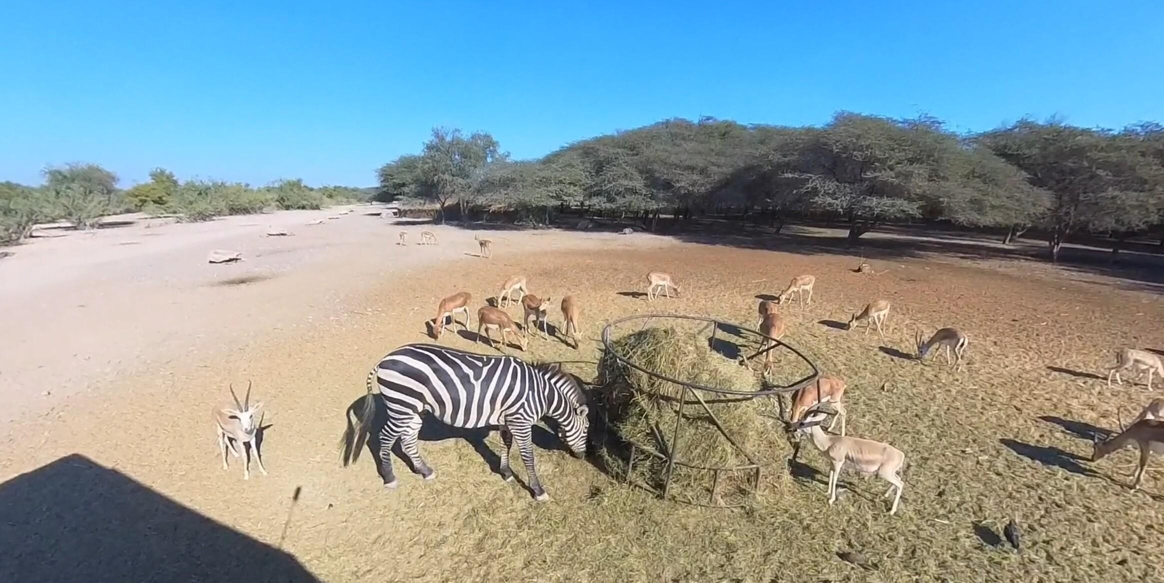 The sole Zebra as his mate did not pass the strict medical test. Now Sourcing other mates...