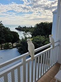 Balcony view with a few visitors!
