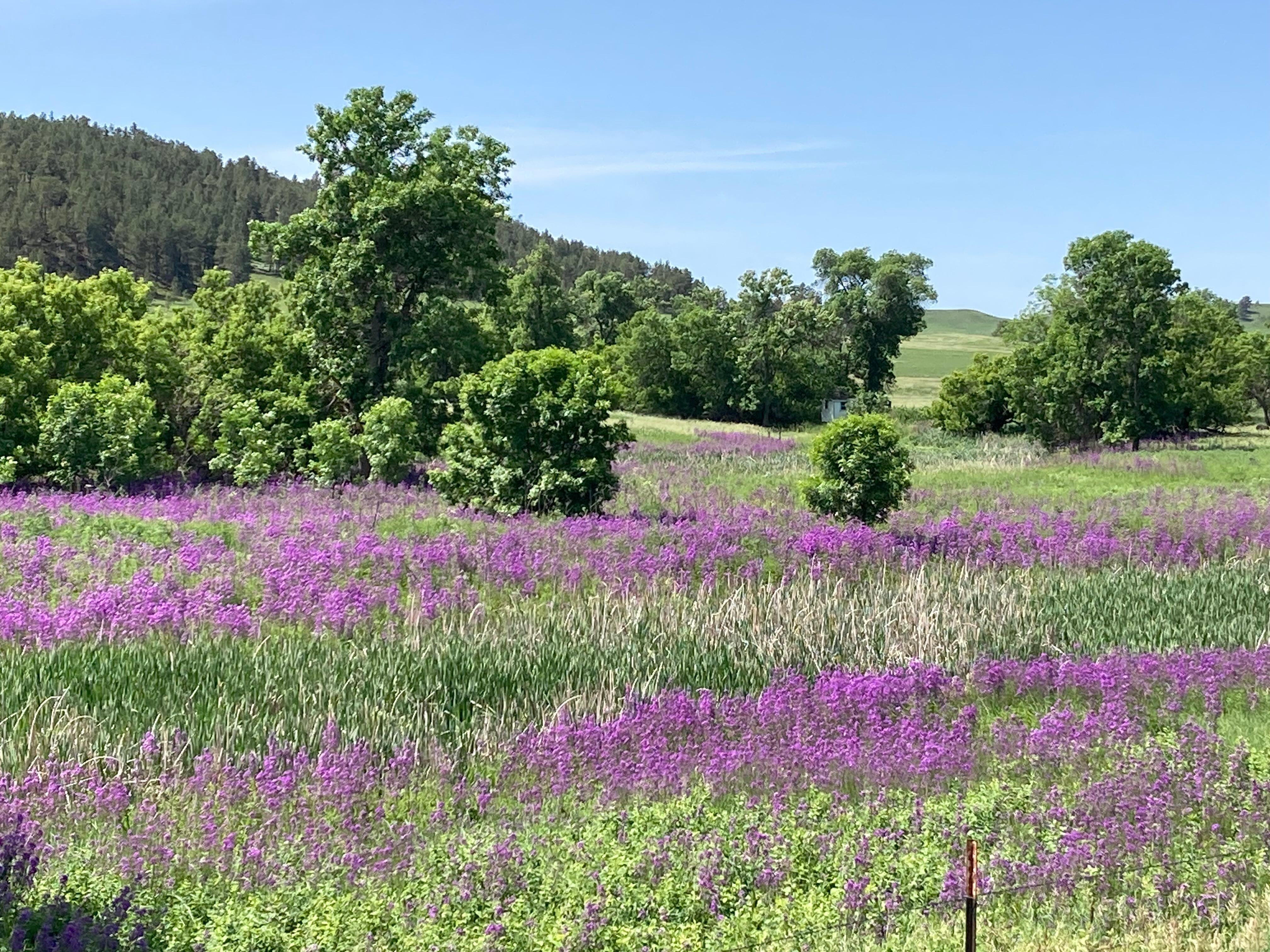 This was a field we passed one day when out for a drive.