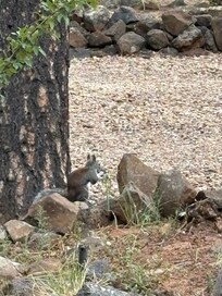 Squirrels all over the place!