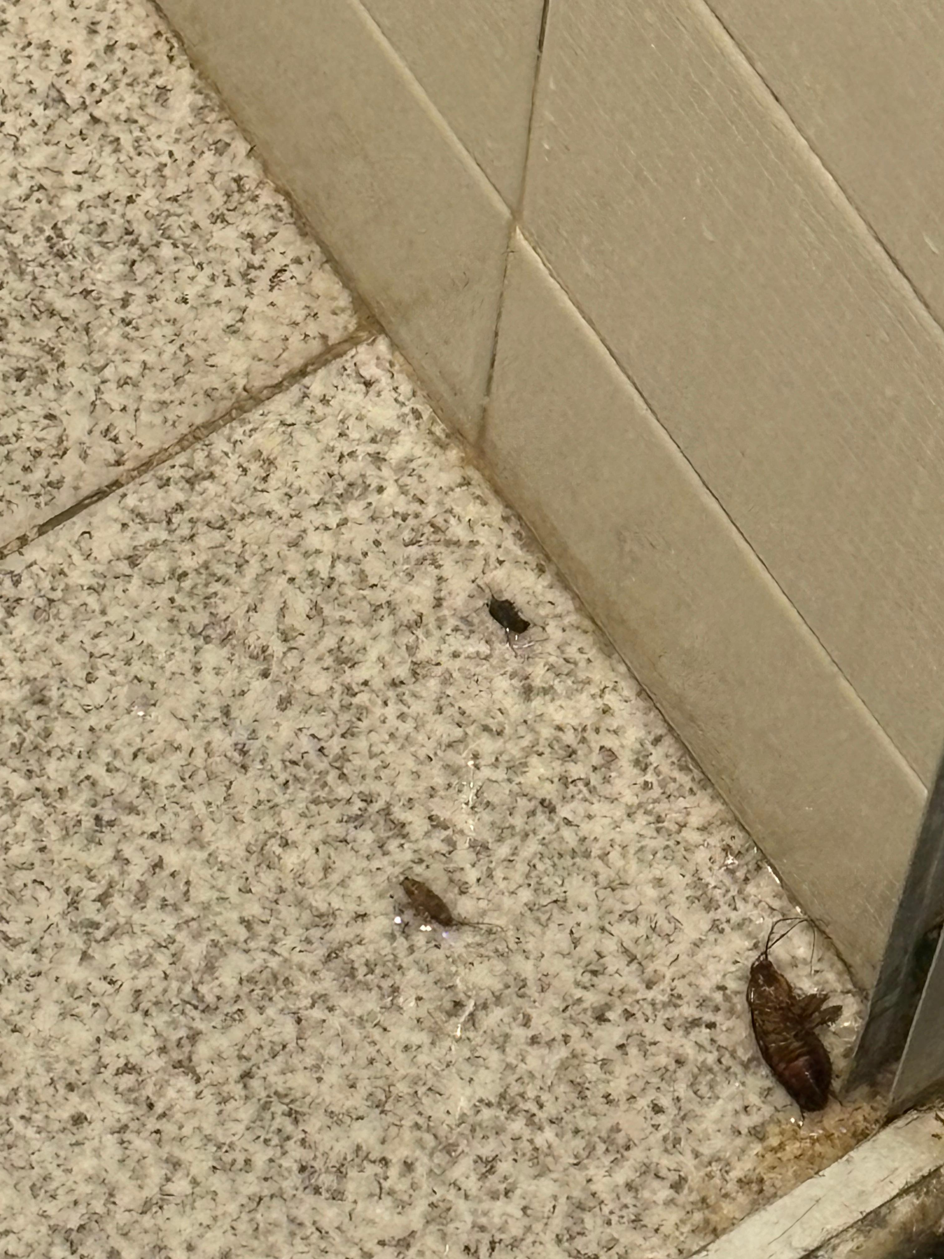 Banheiro com baratas 