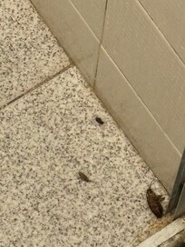 Banheiro com baratas