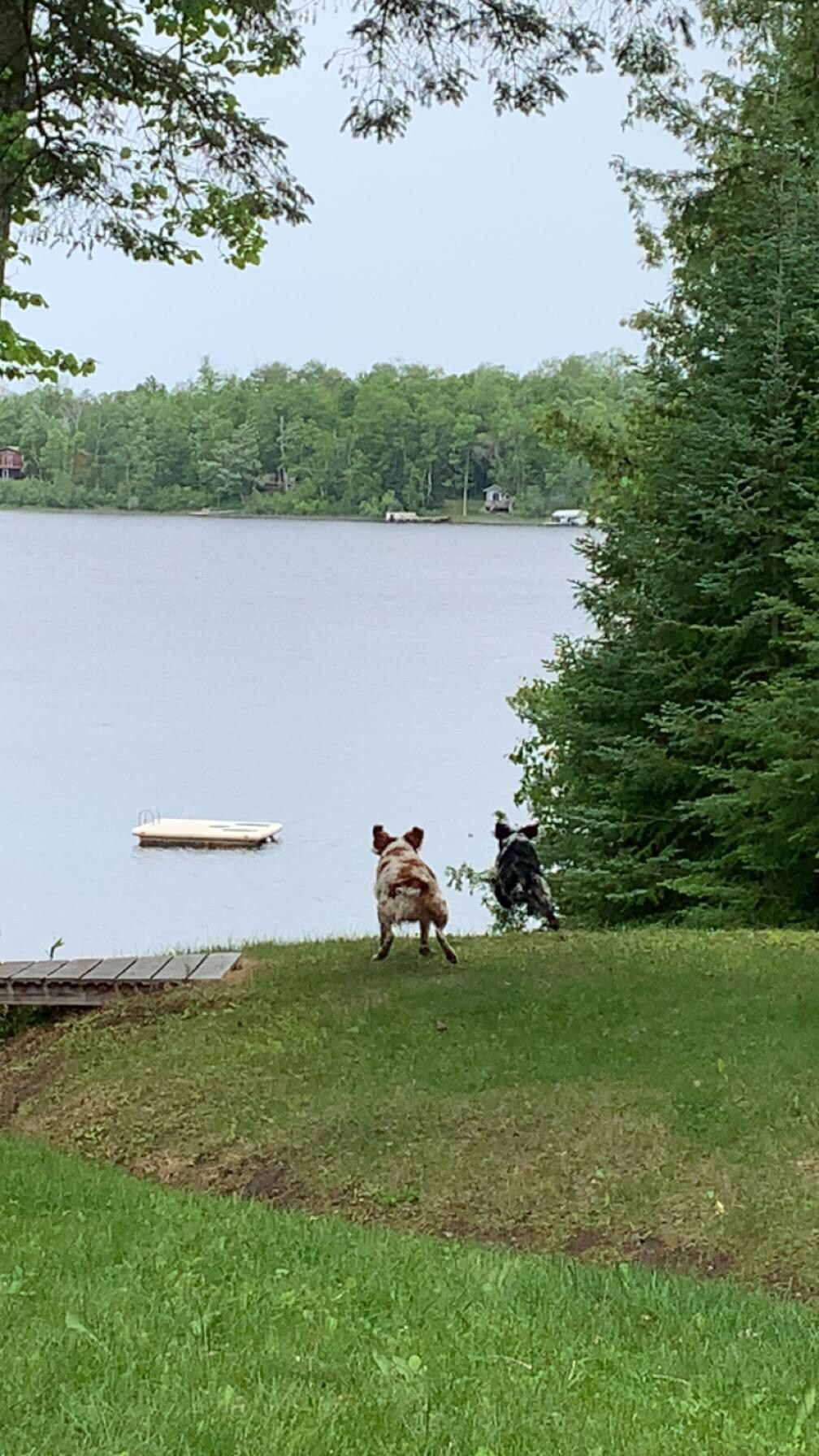 Our dogs loved jumping in the lake!