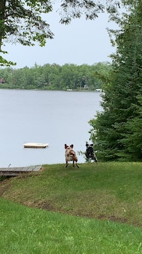 Our dogs loved jumping in the lake!