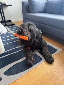 Our dog Cosmo loves the Canopy and the dog toy gift when we stay!