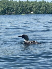 Mysterious call of the loons