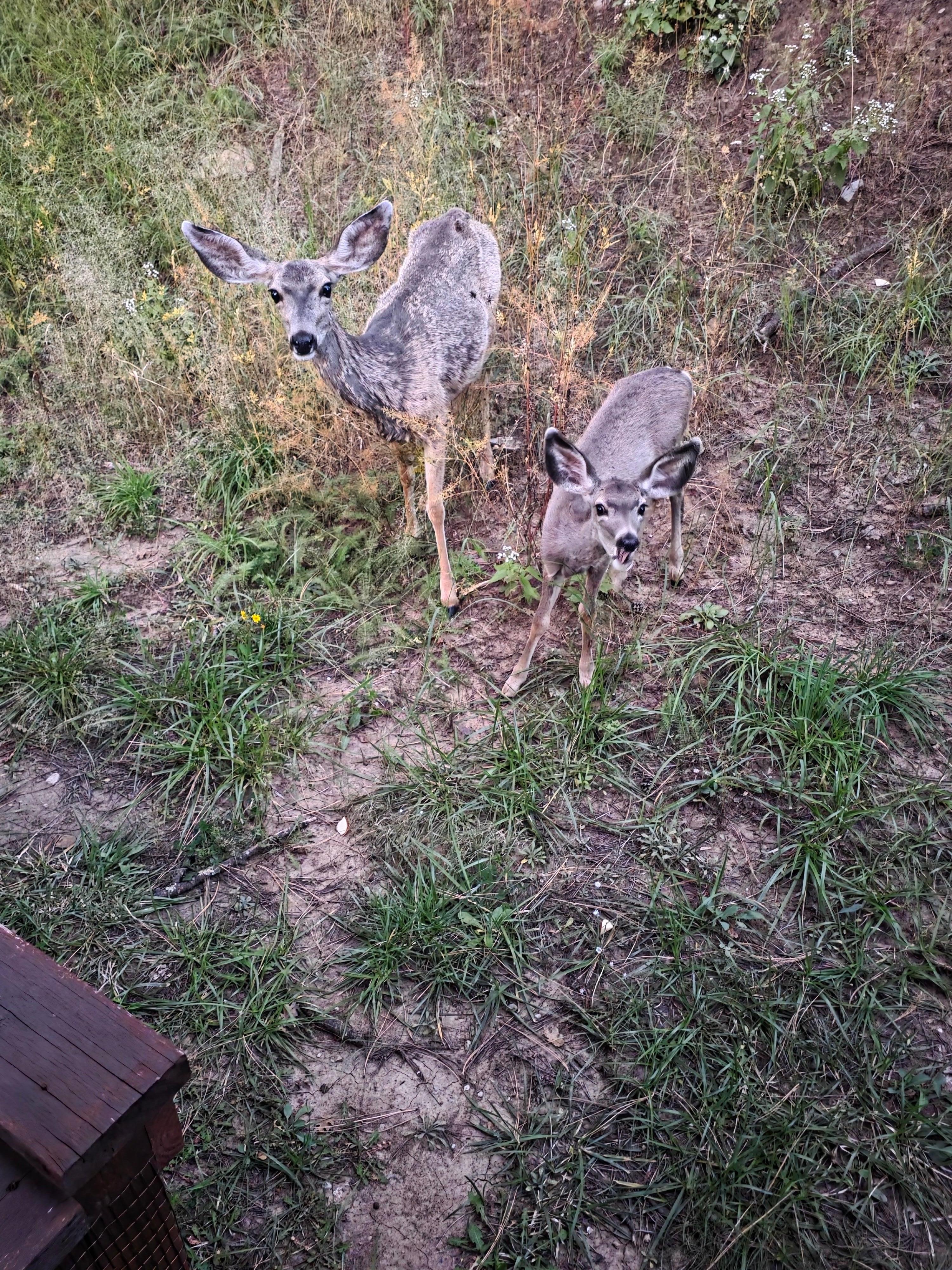 Mule deer doe & fawn in backyard. 