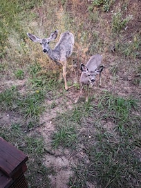 Mule deer doe & fawn in backyard.