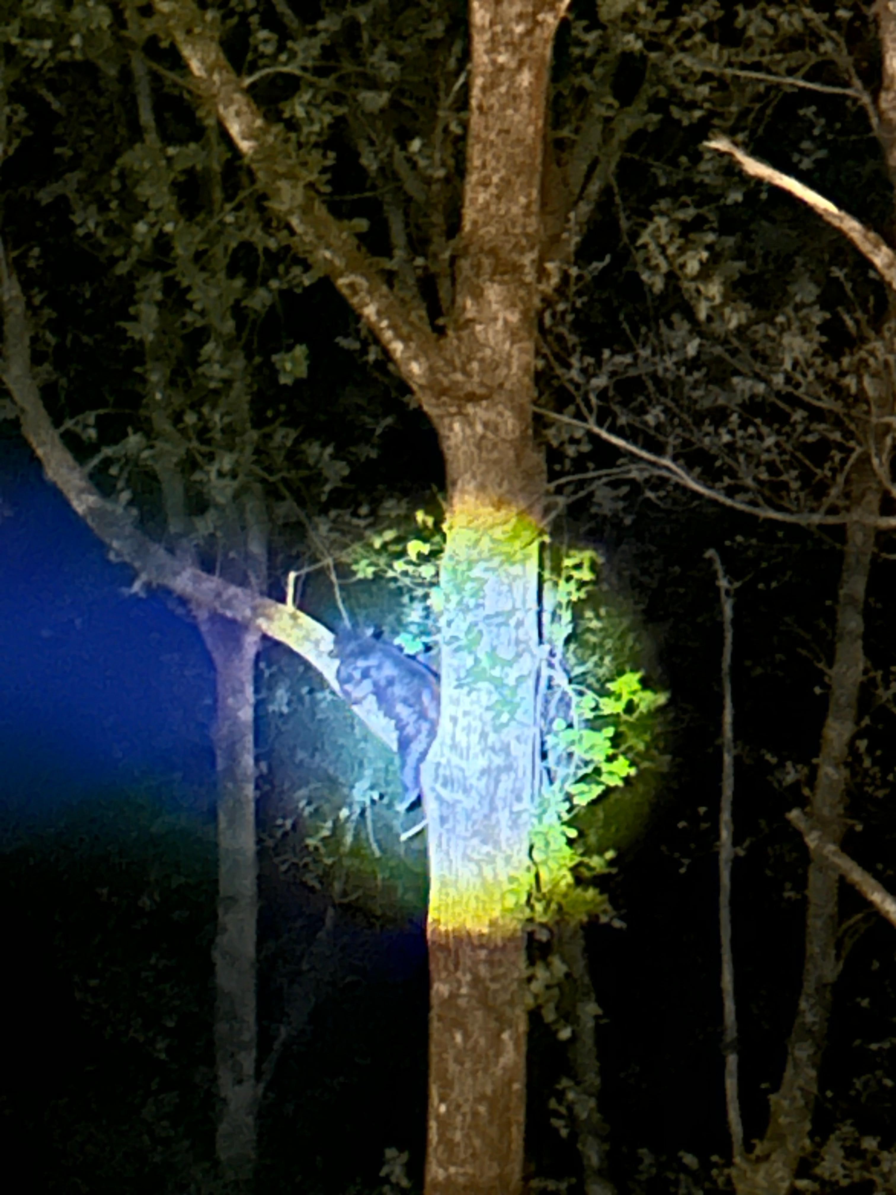 Baby bear sleeping  up the tree (view from 2nd balcony)