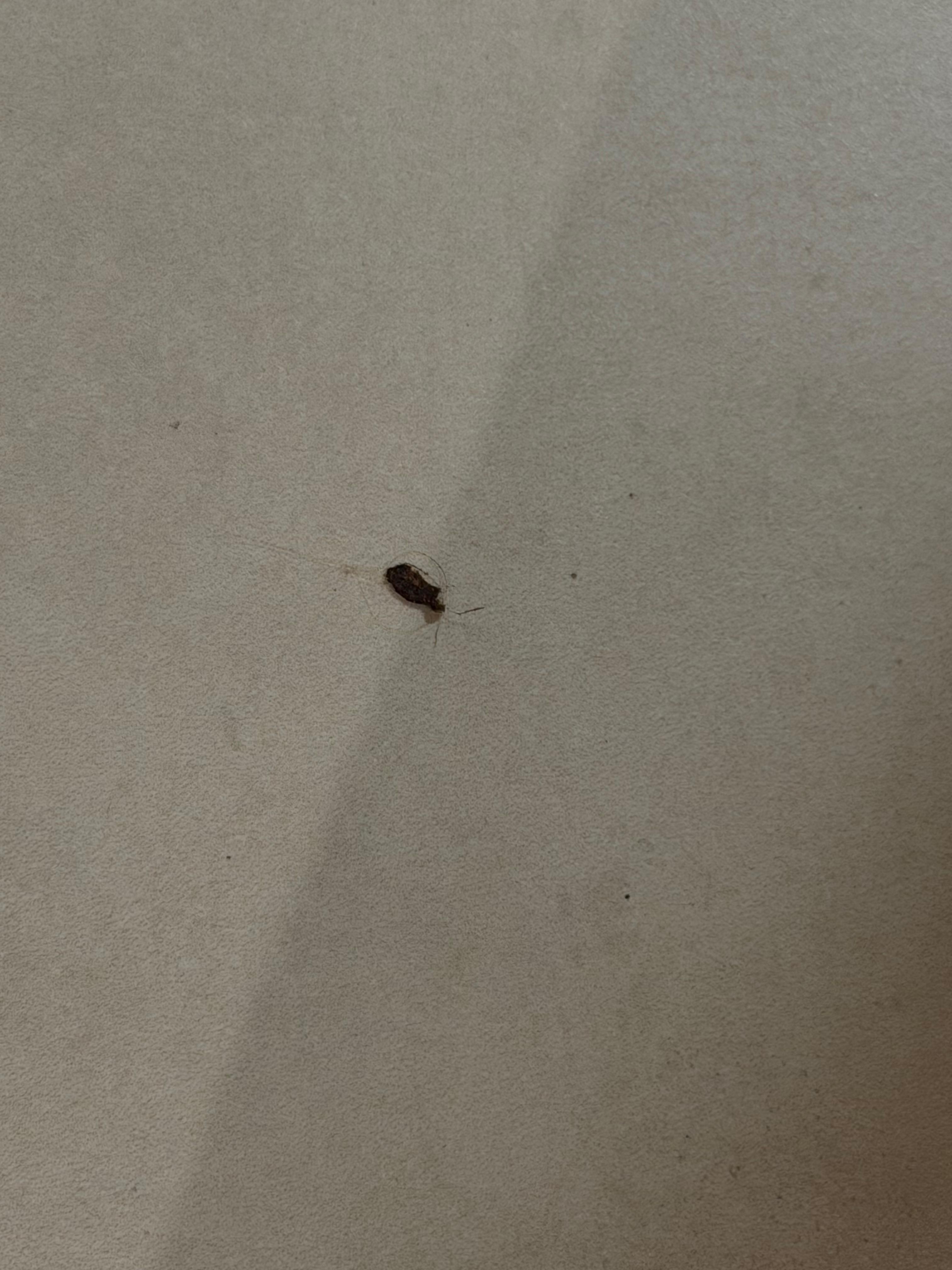 Bugs 