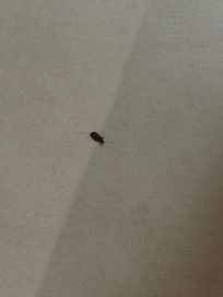 Bugs