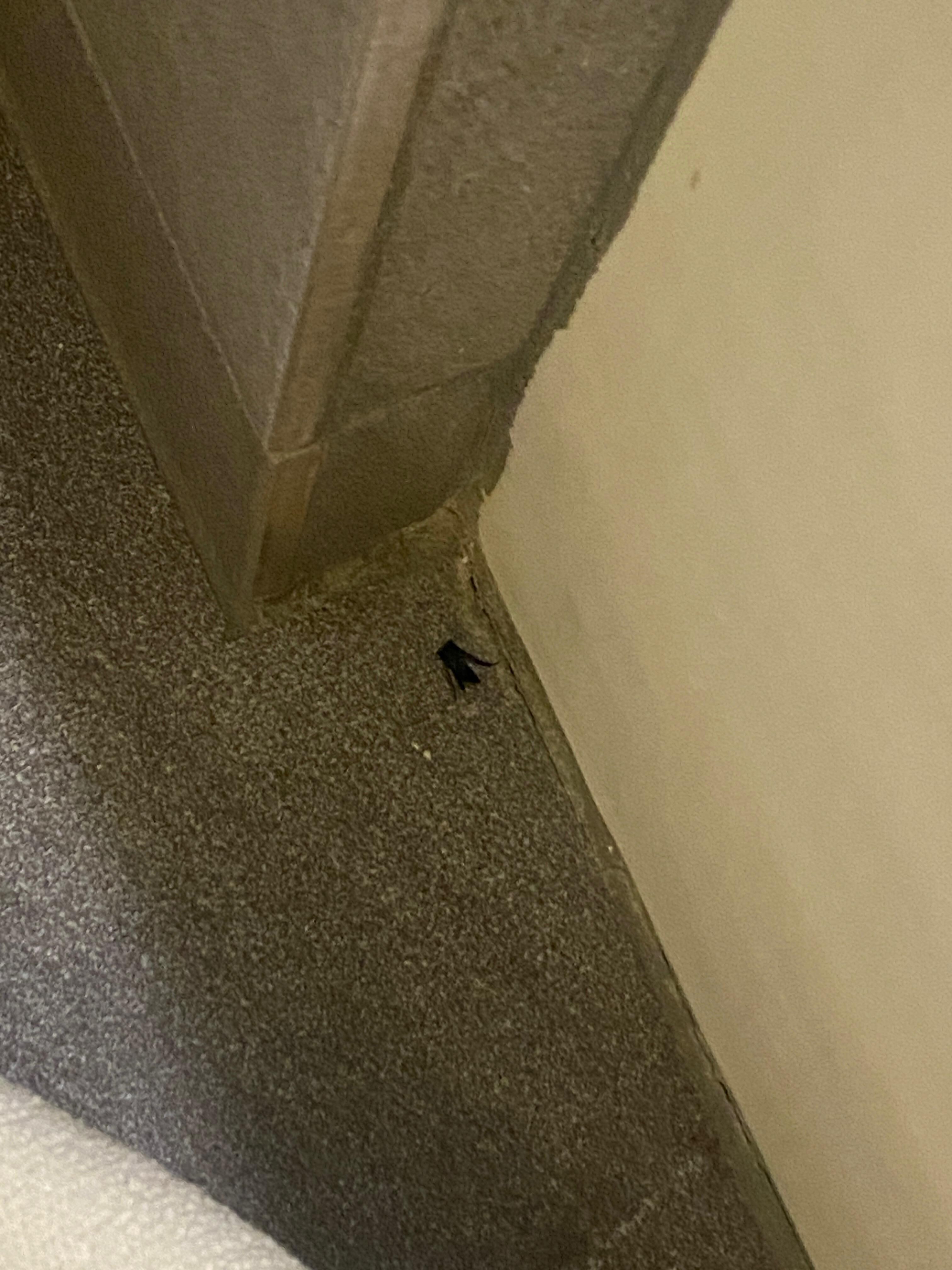 Eyelashes in the bathroom