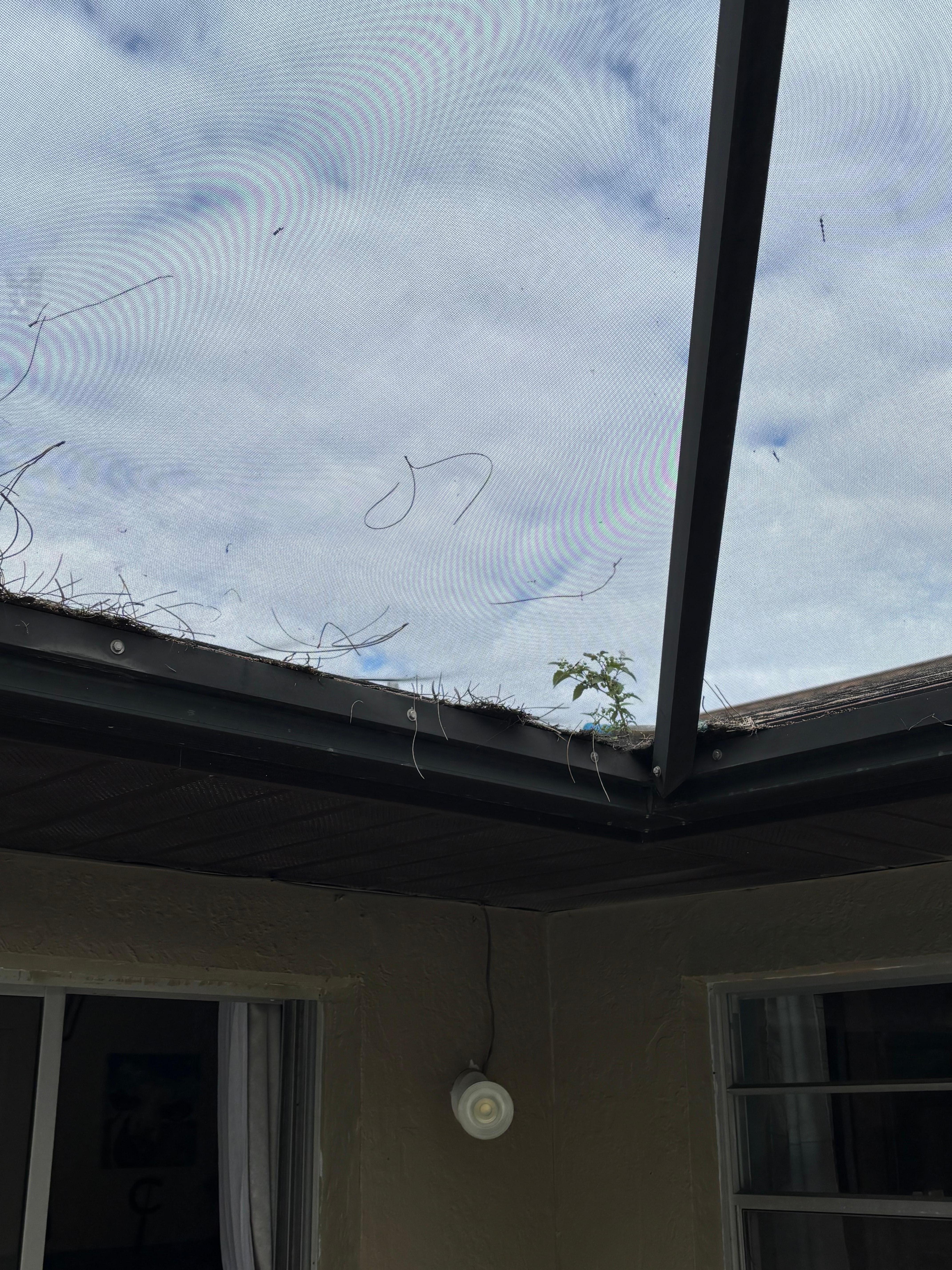 Gutters growing plants 