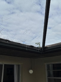 Gutters growing plants