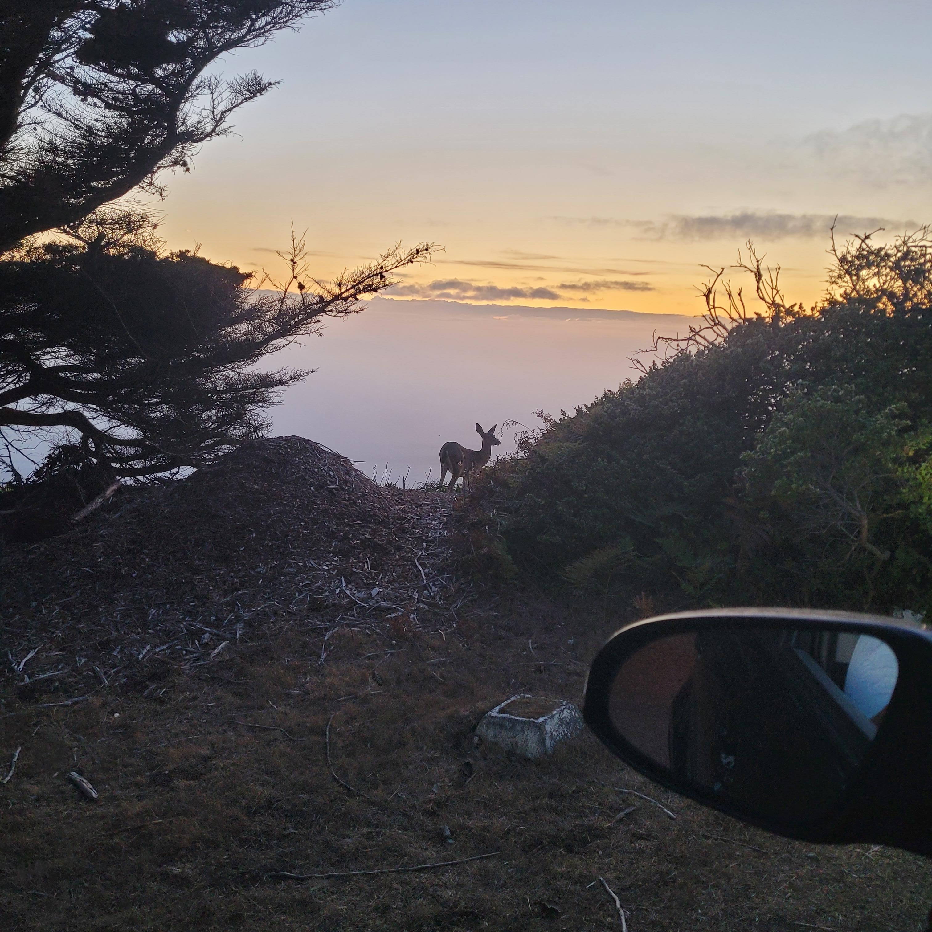 Deer on the driveway