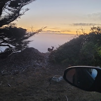 Deer on the driveway