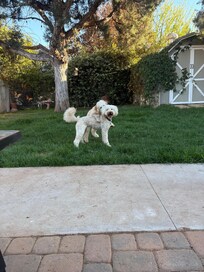 Duggie & Kevin living the dream!