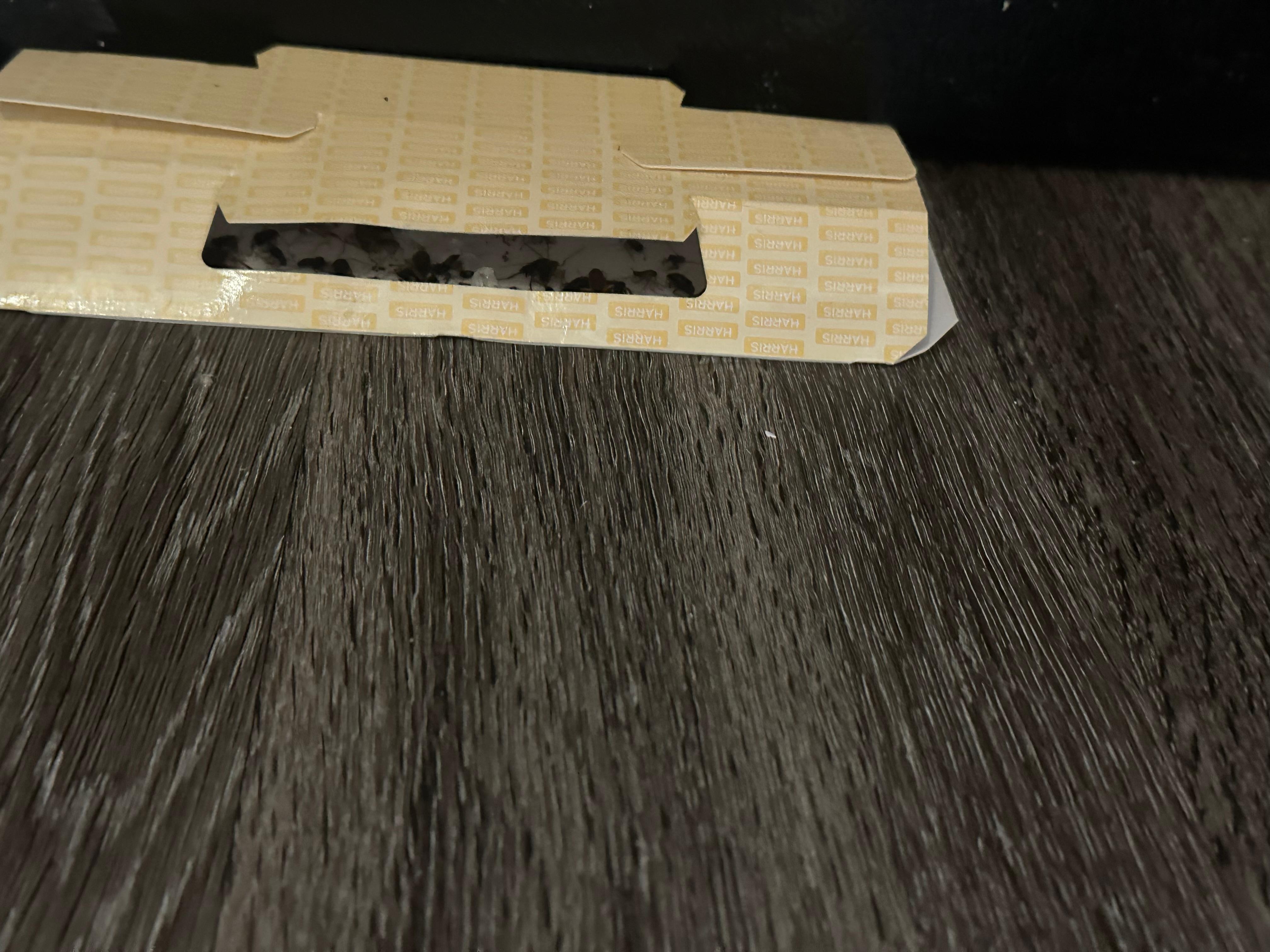 Another bug trap that is FULL