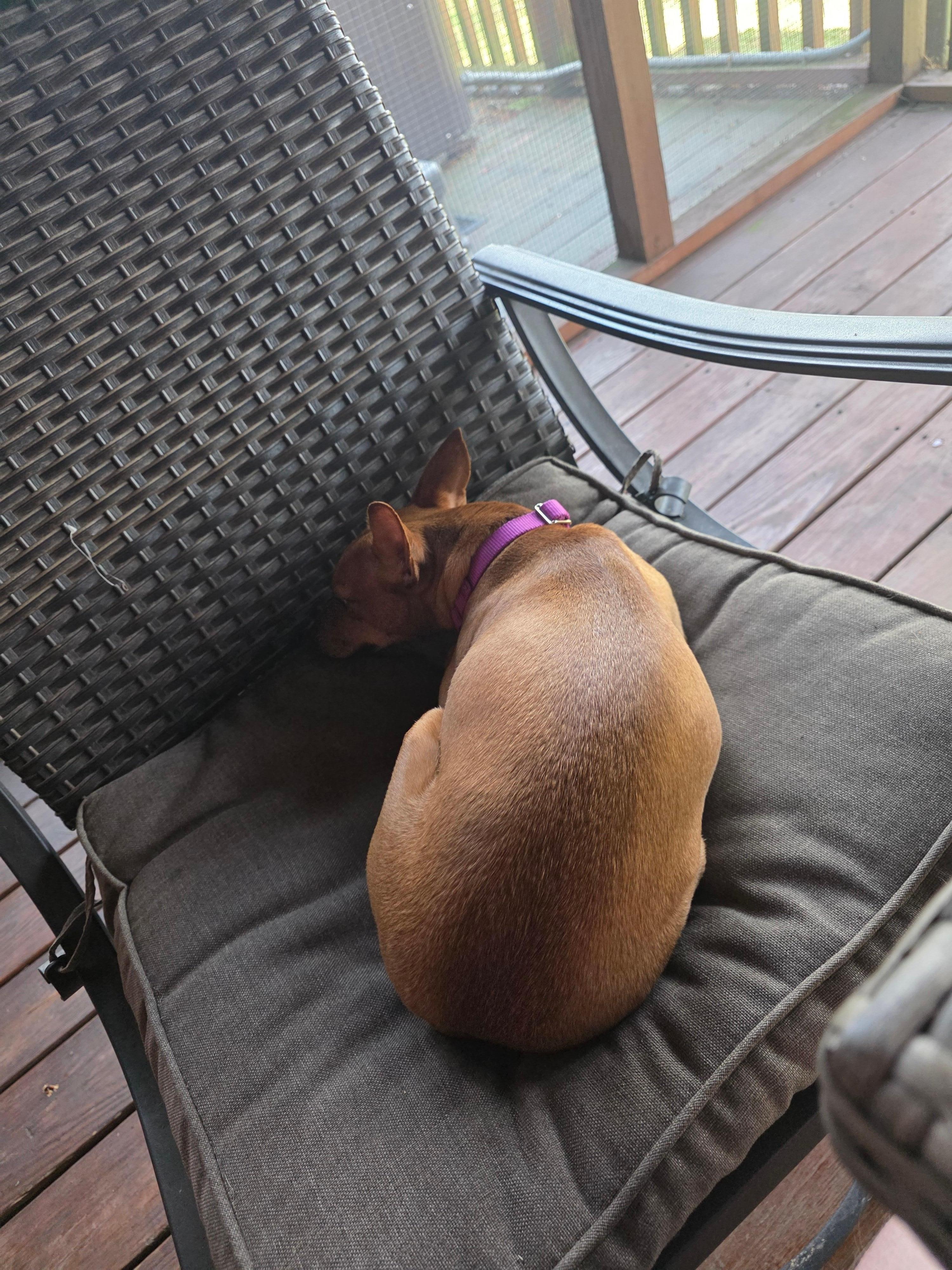My dog also loved the screened-in porch and listening to all the birds!