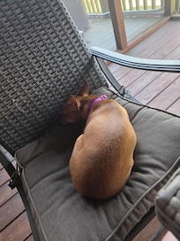 My dog also loved the screened-in porch and listening to all the birds!