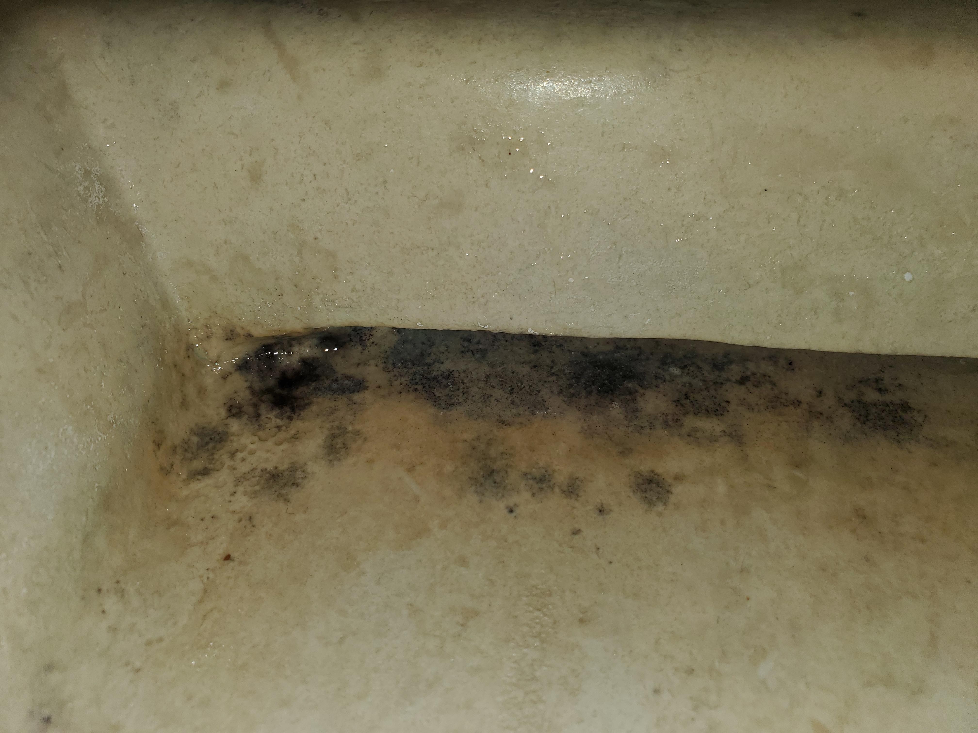 Mold in sink