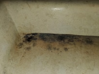 Mold in sink