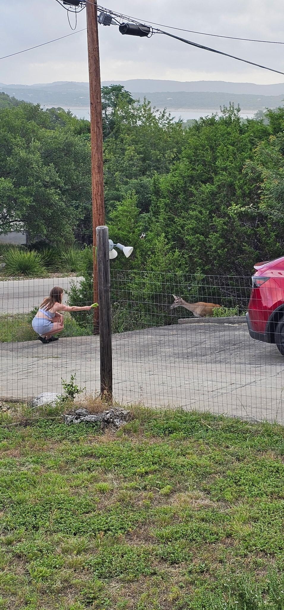 Feeding the sweet deer some fresh lettuce in the driveway