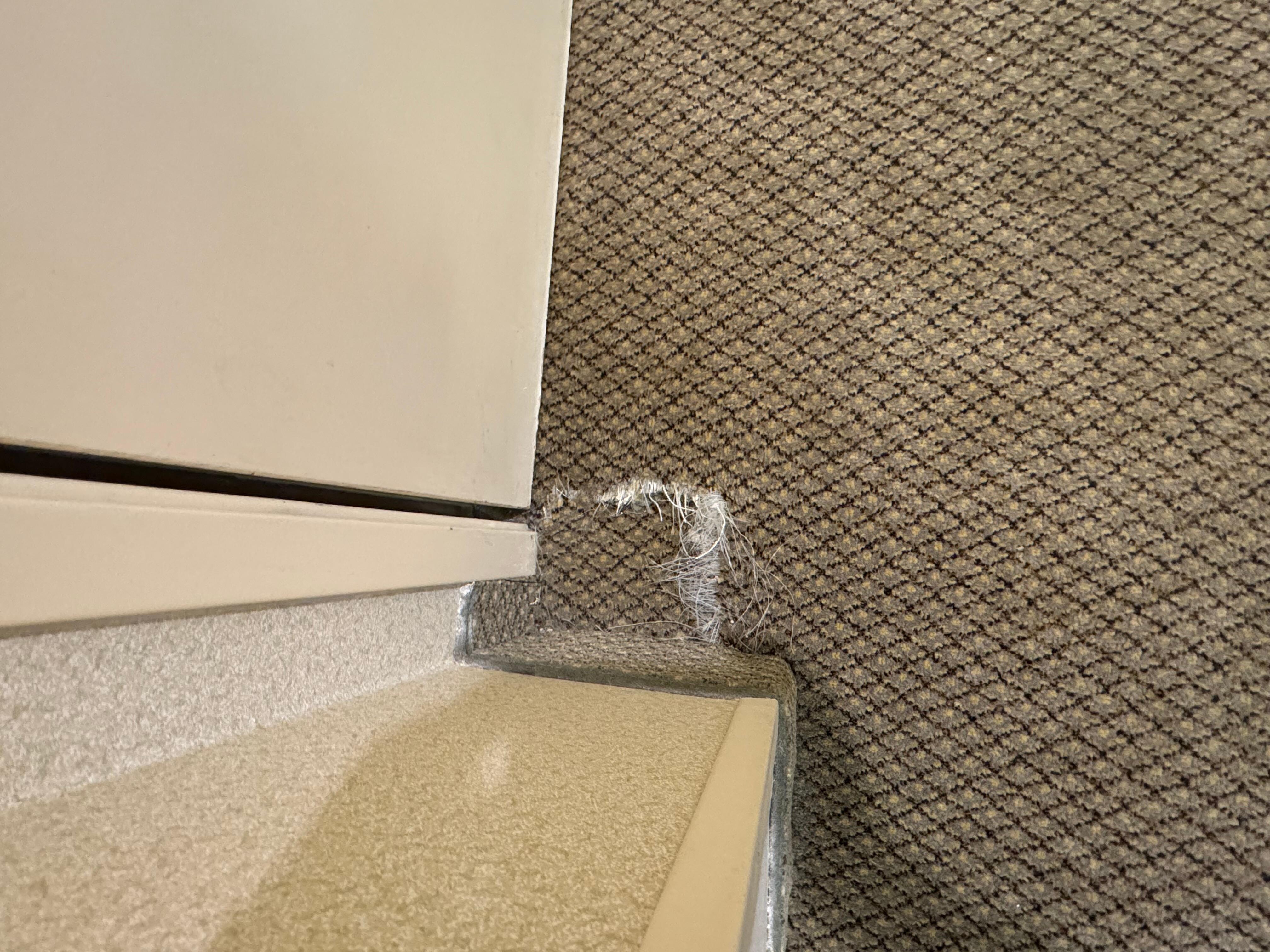 Ripped carpet