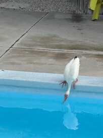Ibis drinking from pool