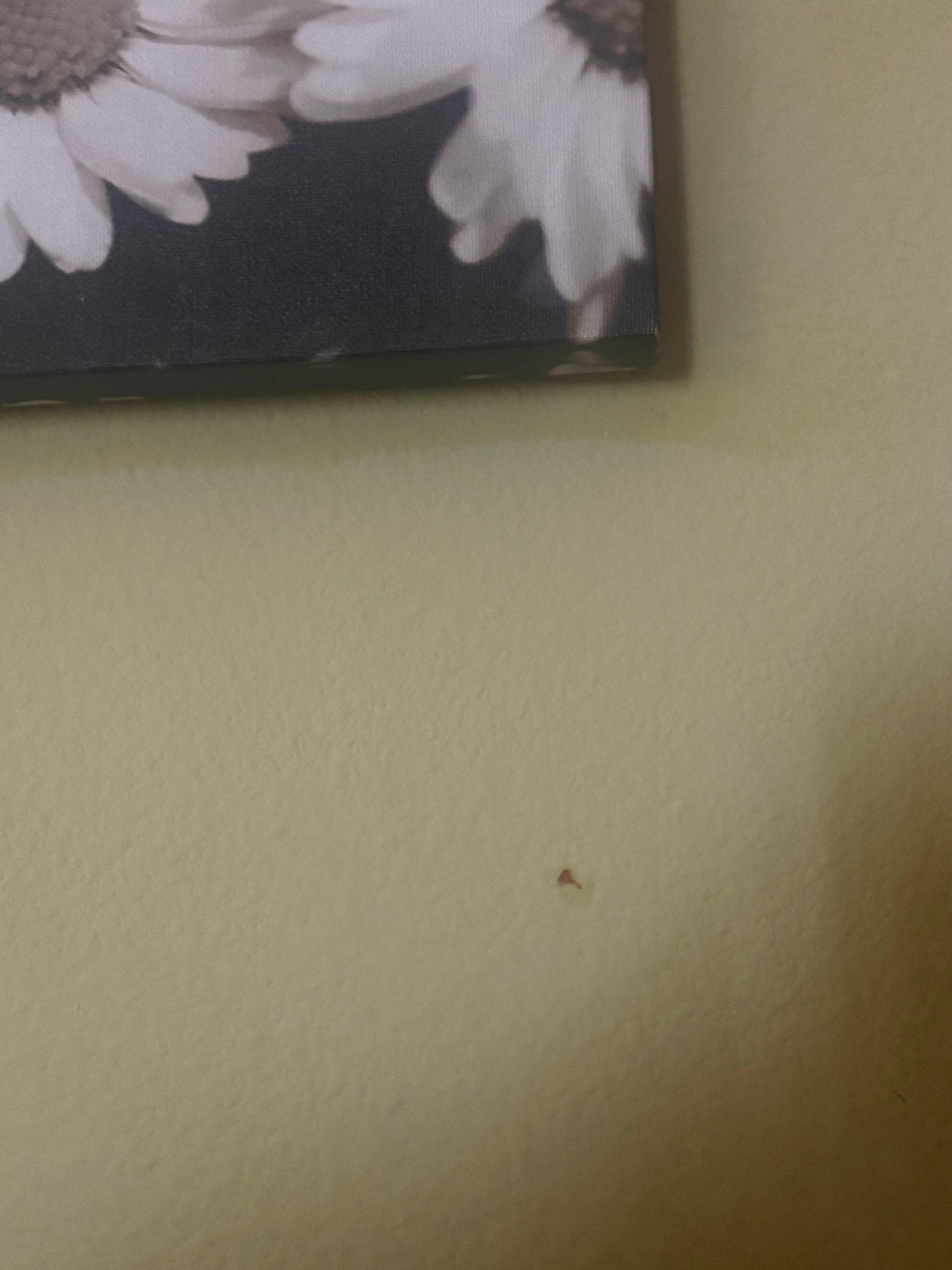 Wall stains