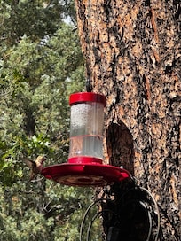 So many hummingbirds!