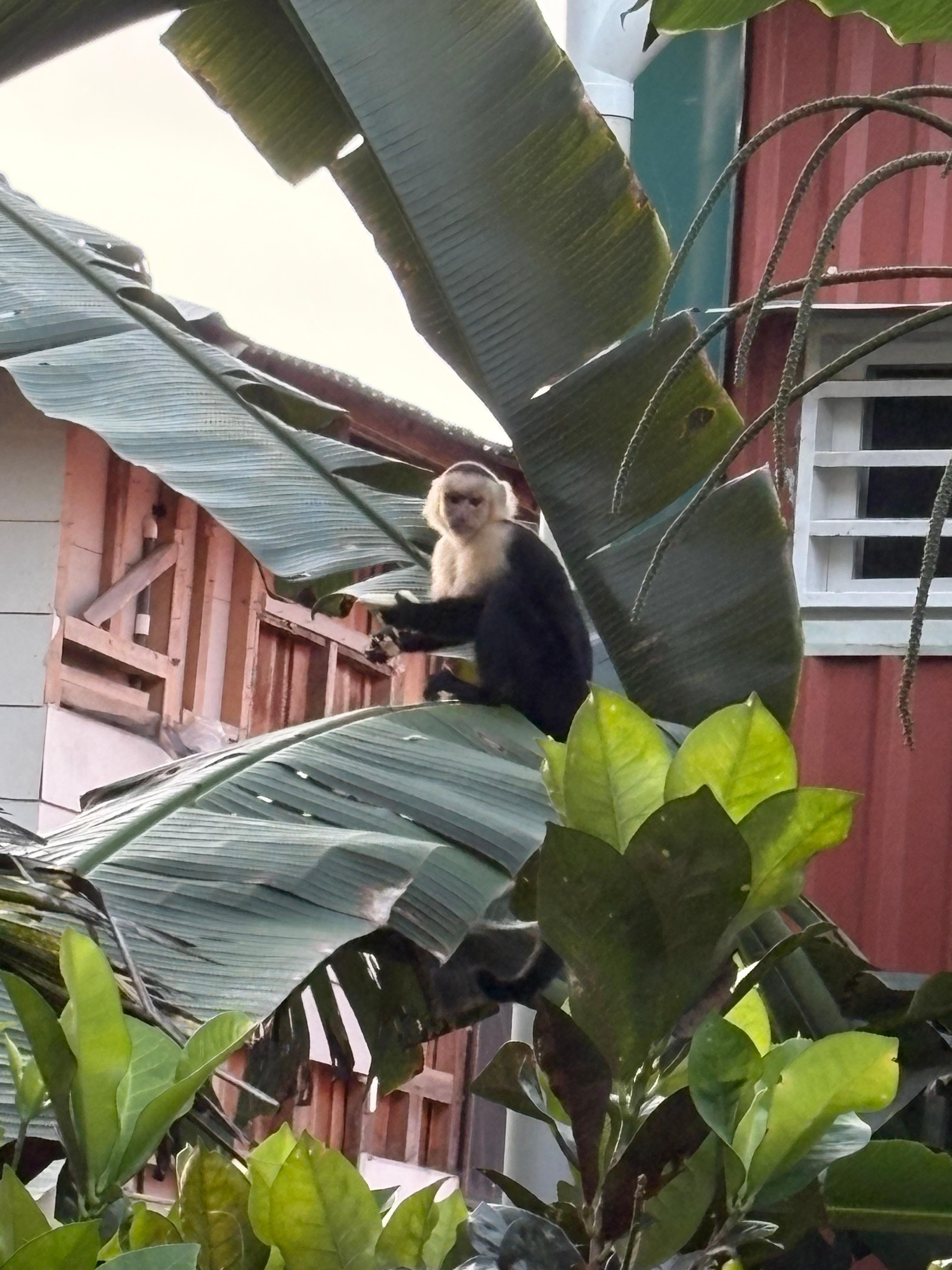 Capuchin monkeys in the banana trees.