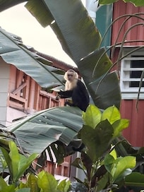 Capuchin monkeys in the banana trees.