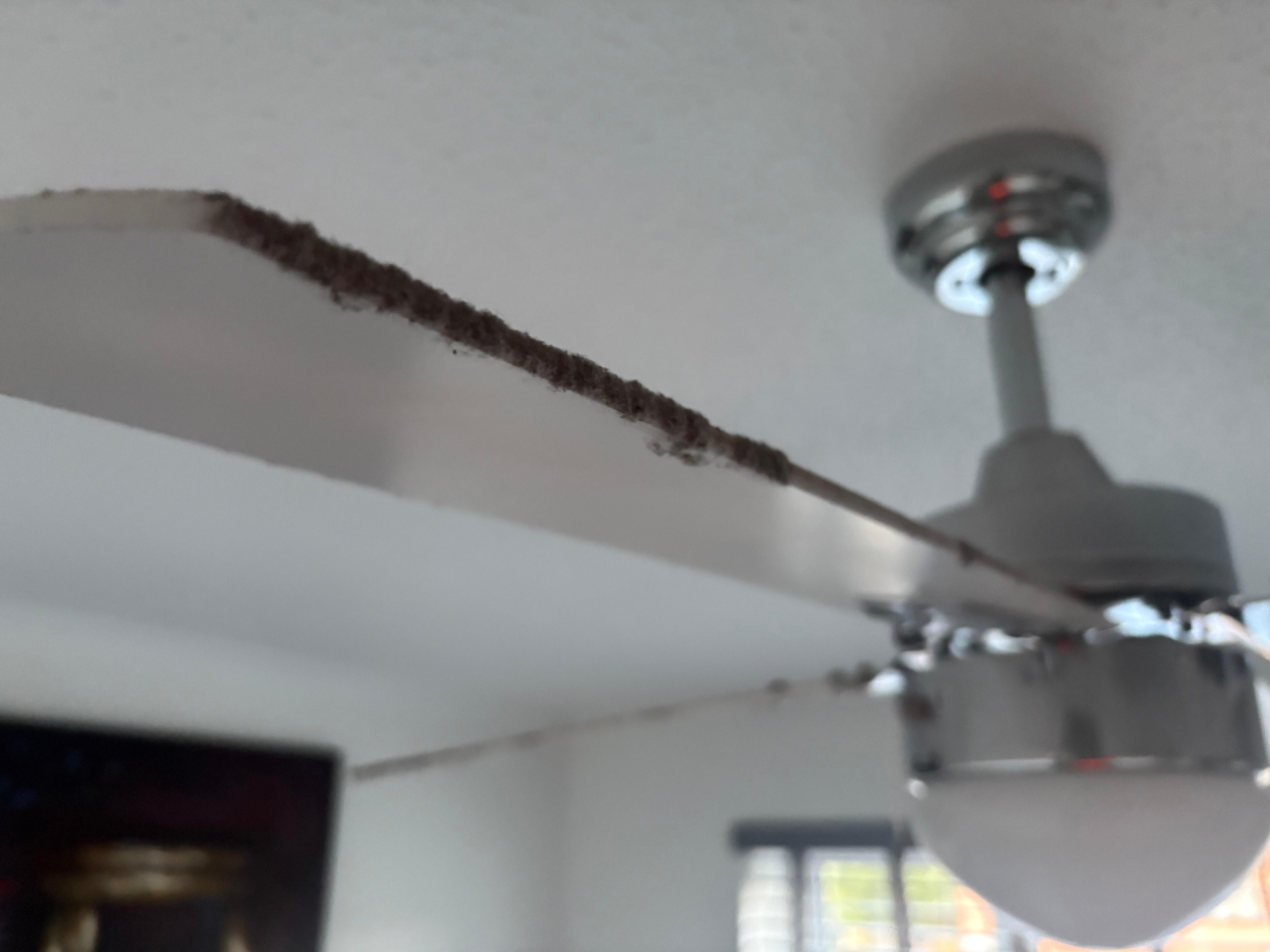 Mouldy fans 