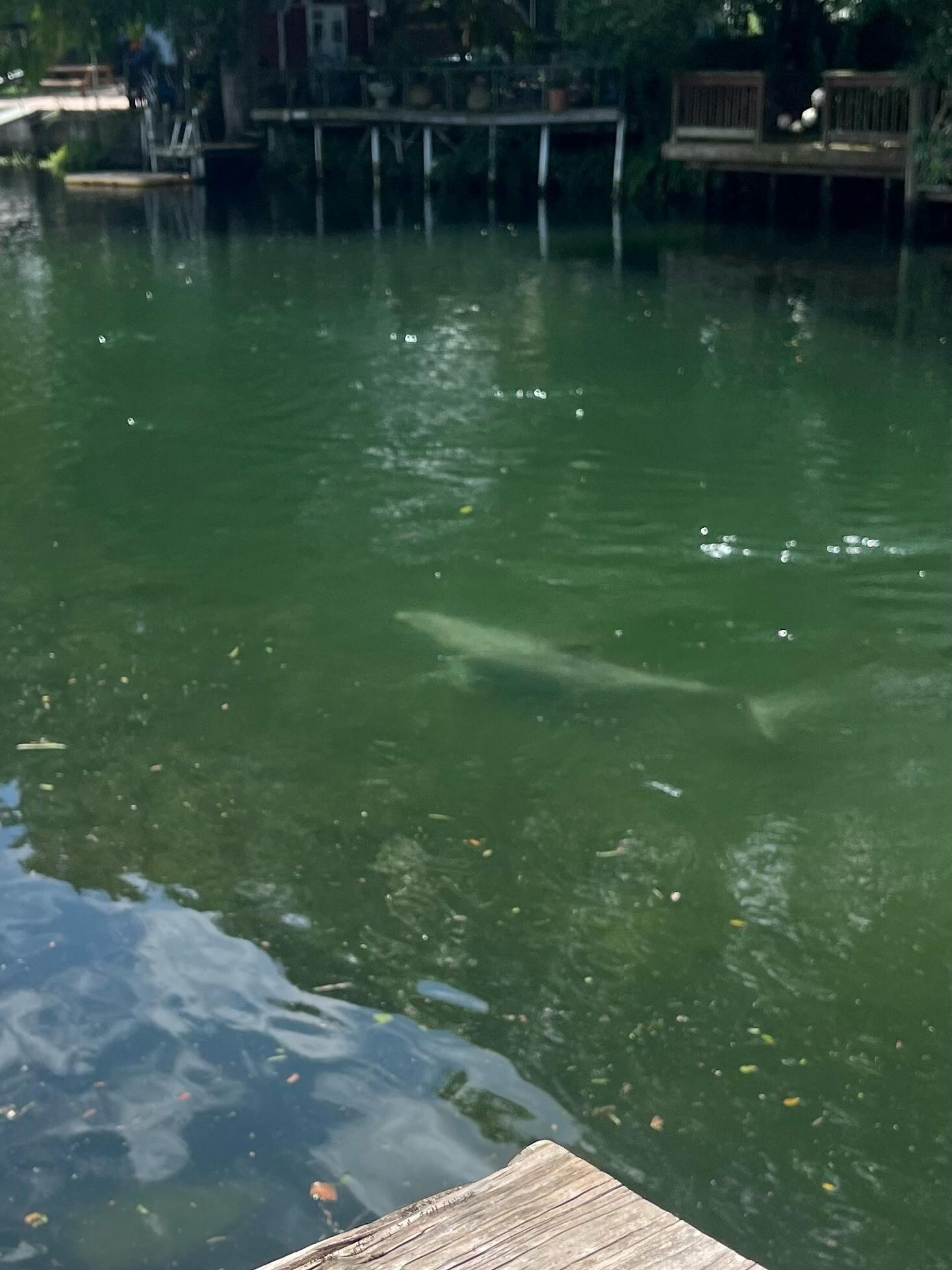 Dolphin