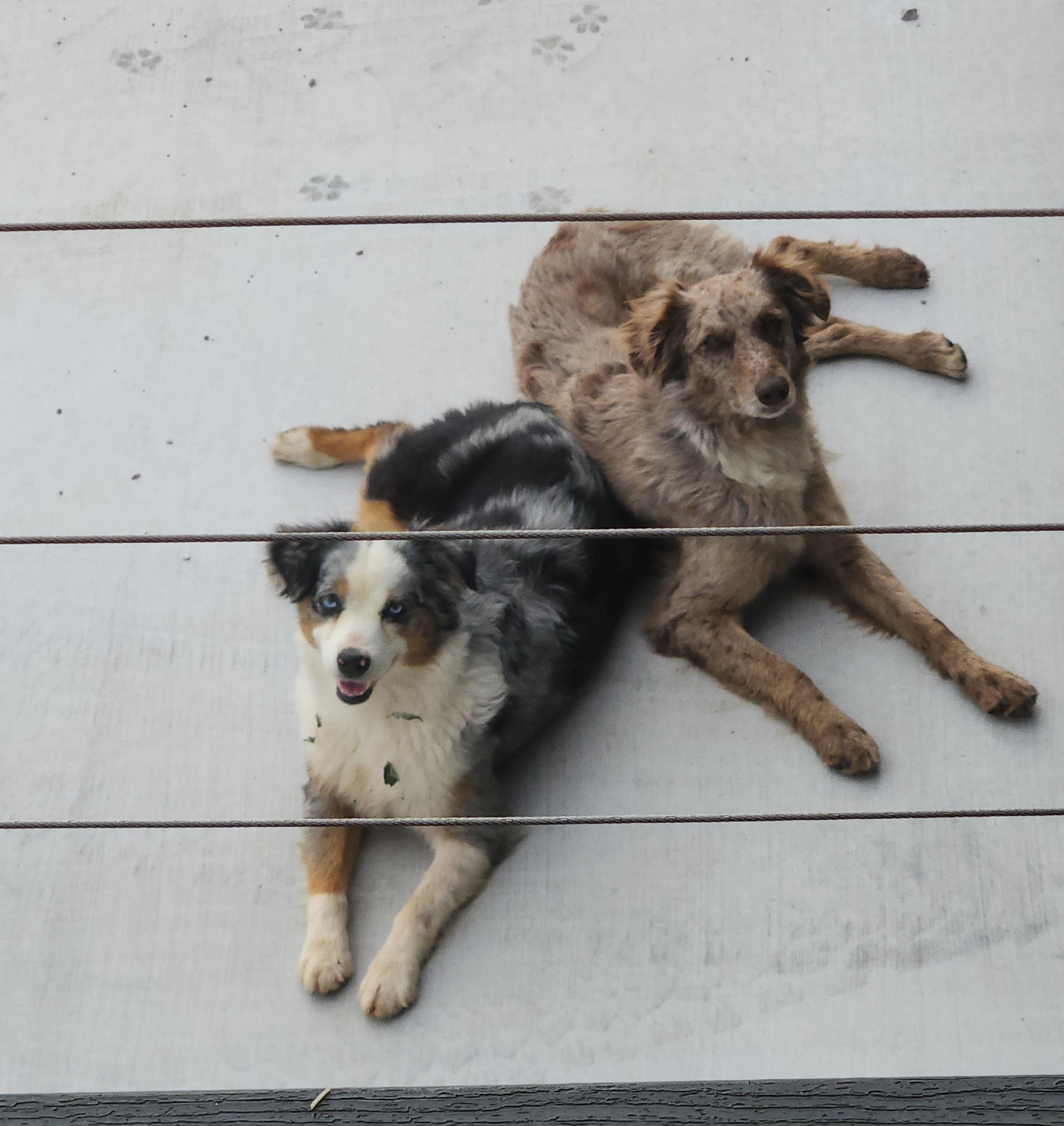 Ranch doggies